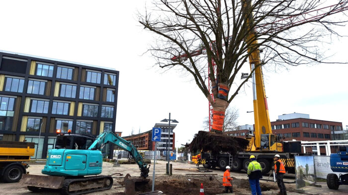 80 jaar oude zilverlinde heeft een nieuw stekje
