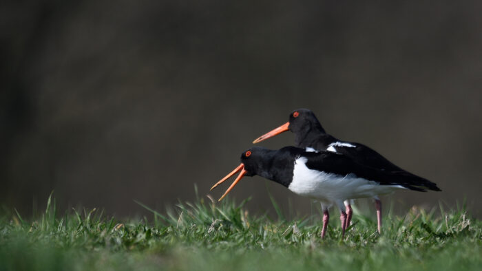 IVN Helmond presenteert uitgebreide vogelcursus