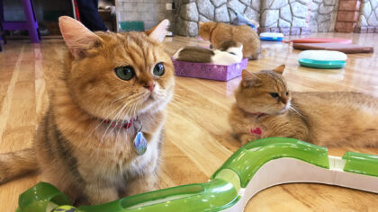 Nieuw Helmonds kattenpension D’n Diesdonk: ‘Marijn kan katten lezen’