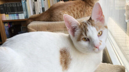 Dier van de Week: Balou