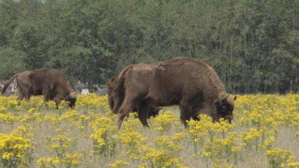 Film ‘Natuurlijk Brabant’ van Cor Speek te zien in Cacaofabriek
