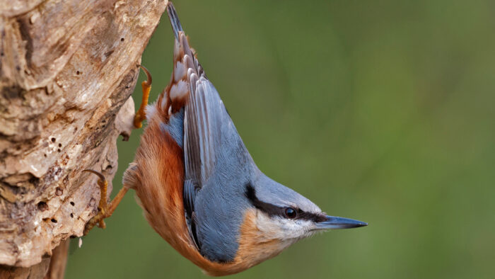 Vroege vogelwandeling in Het Goor in het teken van de lente
