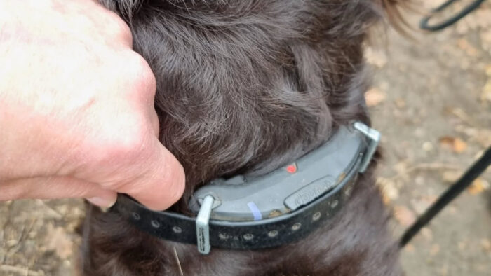Helmondse politie en dierenpolitie nemen verboden stroomband in beslag