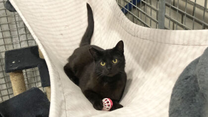 Dier van de Week: Timan