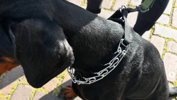 Helmondse handhavers treffen hond met prikband aan
