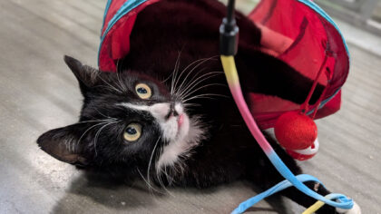 Dier van de Week: Liam