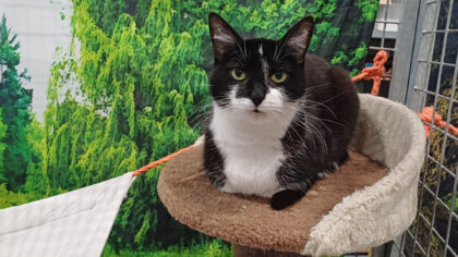 Dier van de Week: Poebie