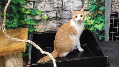 Dier van de week: Mila