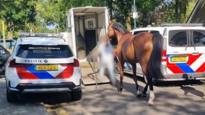Op hol geslagen paard vlucht woonwijk Helmond in