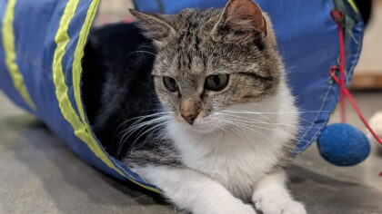 Dier van de week: Irla