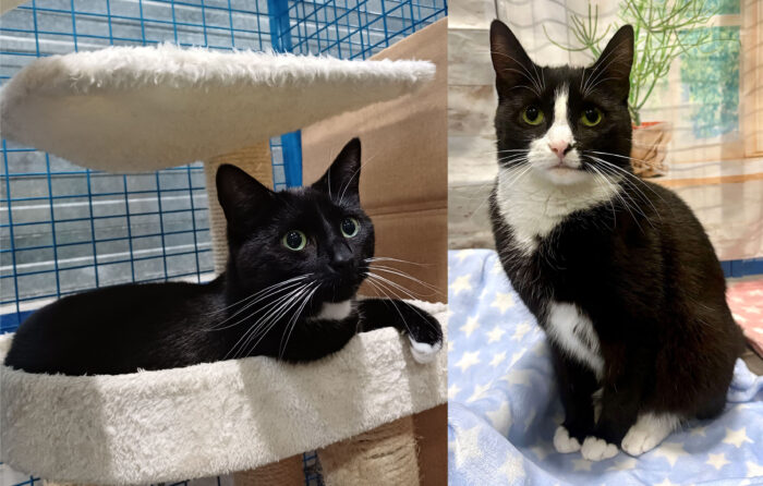 Dieren van de Week: Ronne en Rimke