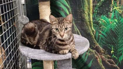 Dier van de Week: Simca