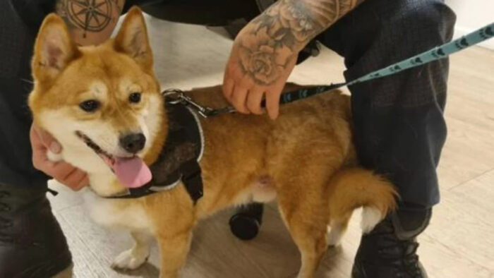 Agenten brengen weggelopen hondje weer thuis