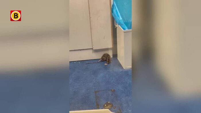 Ratten en schimmel; Oekraïners zijn slechte opvang beu