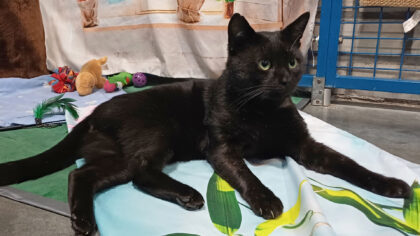 Dier van de Week: Ebbe