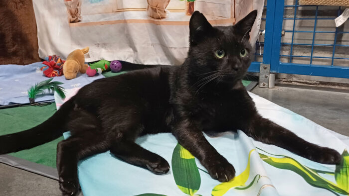 Dier van de Week: Ebbe