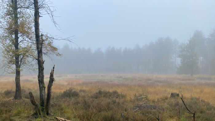 Helmond moet Stiphoutse Bossen versterken met grootschalige aanplant