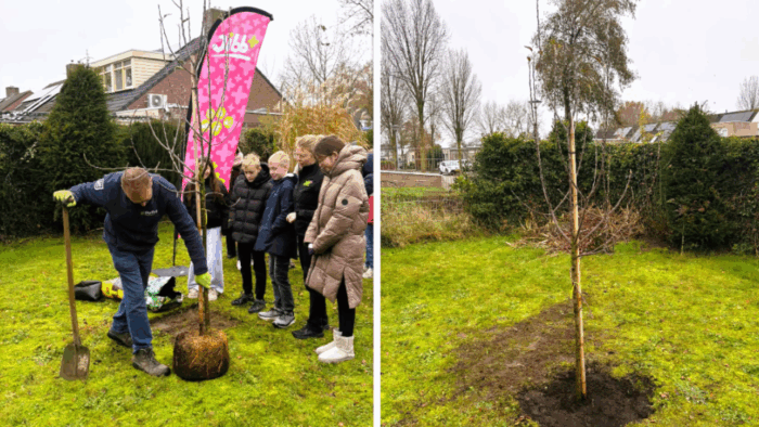 KC de Korenaar start met het project ‘De appelboom’ over voedseleducatie