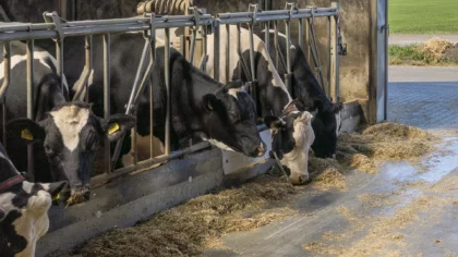 ZLTO De Peel bezorgd over Brabants stallenbeleid: ‘Provincie gedraagt zich als een bananenrepubliek’