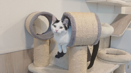 Dier van de Week: Riekje