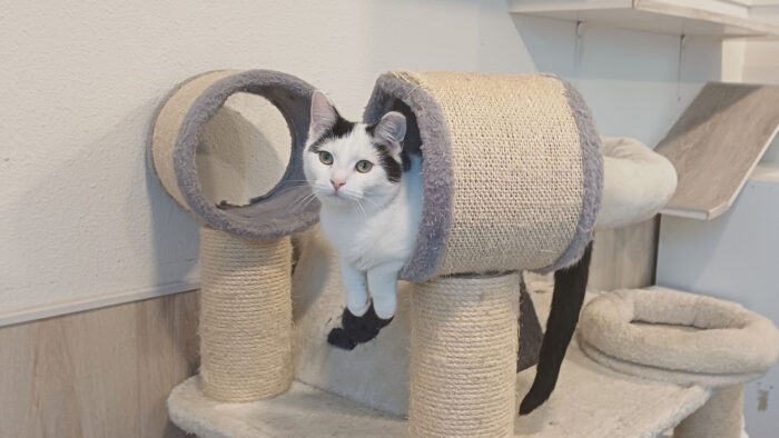 Dier van de Week: Riekje