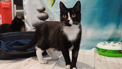 Dier van de Week: Noor