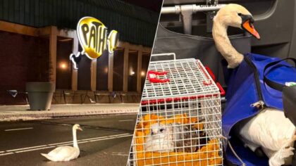 Zwaan zorgt voor verkeersopstopping in Helmond, dierenambulance grijpt in