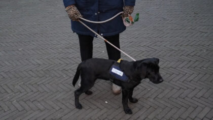 [VIDEO] Nieuwe aflevering van Dierenvrienden: hulphonden en een snuffeltuin