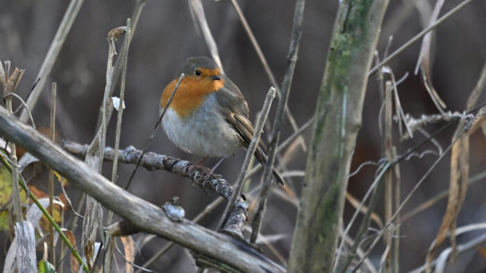 Helmondse vogelteller Stephan doet al 19 jaar mee aan de nationale tuinvogeltelling