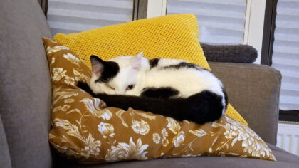 Dier van de Week: Battu