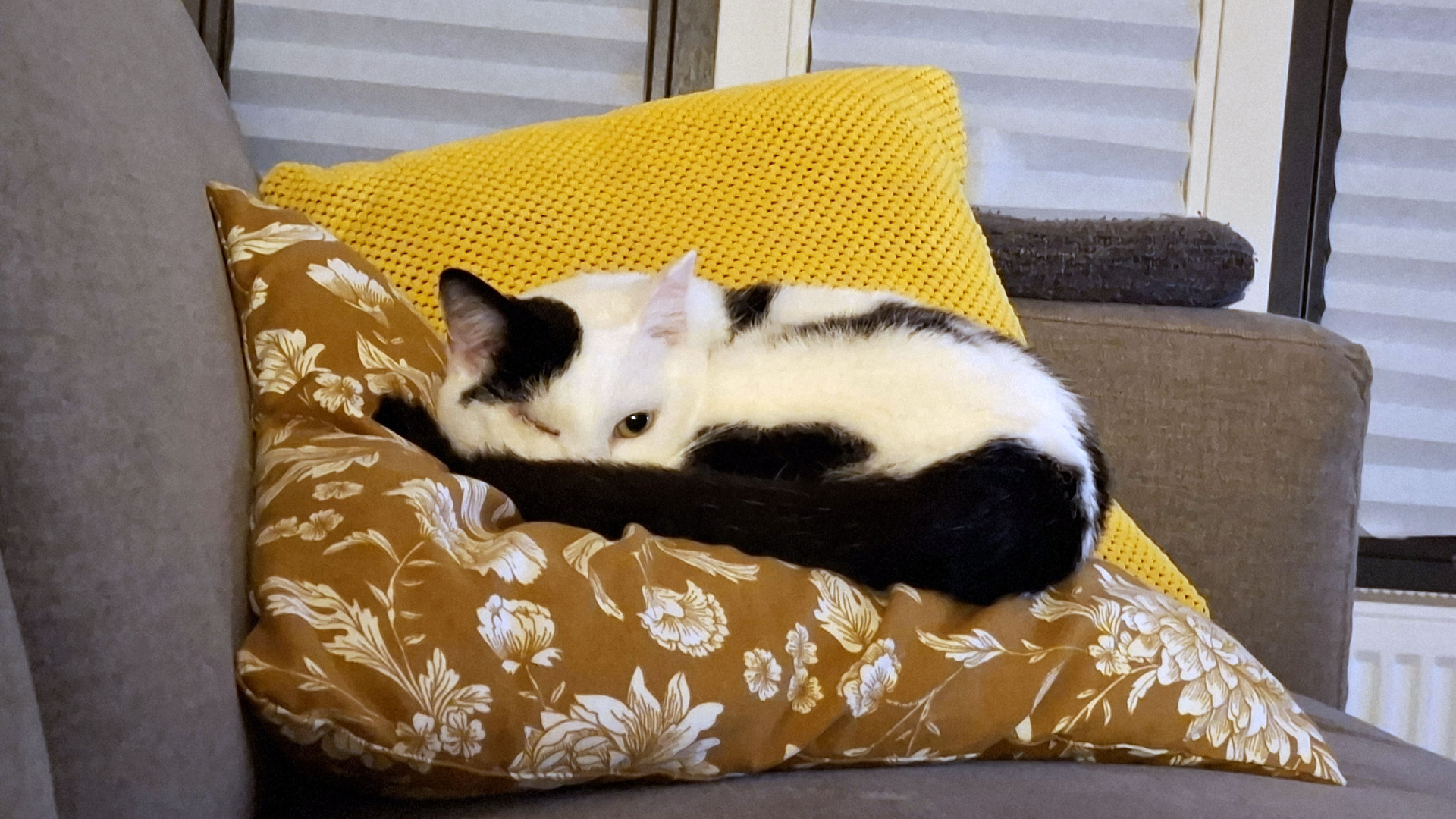 Dier van de Week: Battu