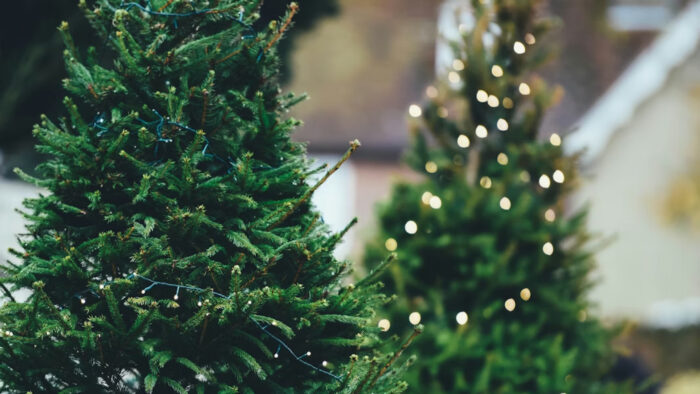 Kerstbomeninzameling in Helmond start 5 januari