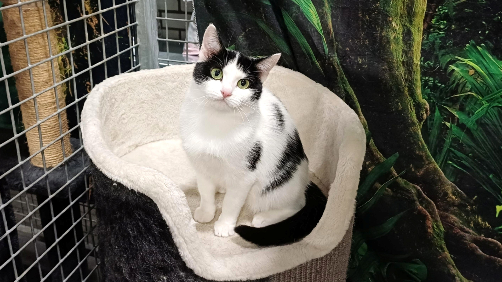 Dier van de Week: Zara