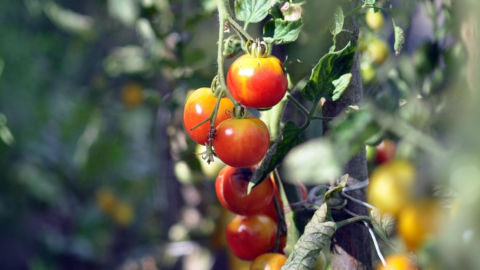 Huishoudens uit Helmond kunnen mee oogsten in nieuwe Herenboerderij