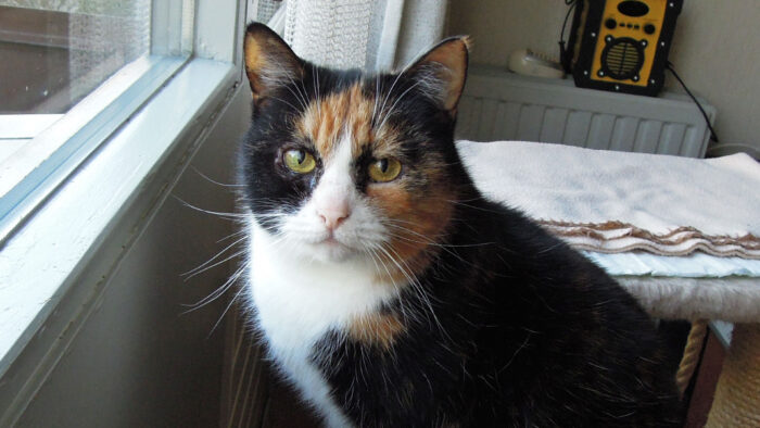 Dier van de Week: Rainy