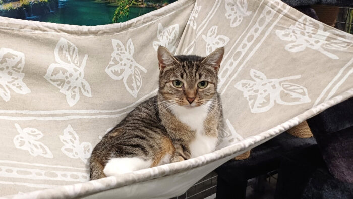 Dier van de Week Toka heeft een nieuw huisje, maar Poebie, Kelsi en Mia wachten nog