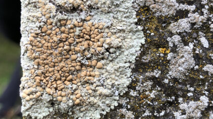 Korstmossen centraal in nieuwe IVN-Helmond excursie