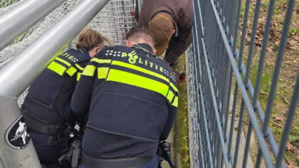 Politie Helmond bevrijdt vastzittend ree