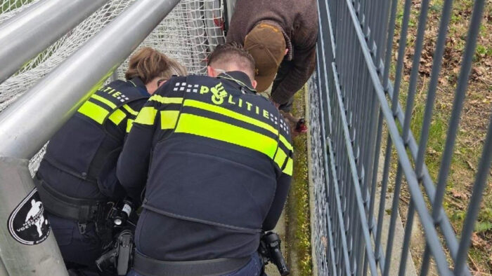 Politie Helmond bevrijdt vastzittend ree