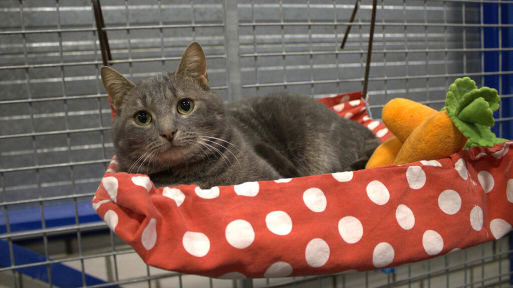 Dier van de Week Troi heeft een nieuw mandje, maar déze dieren wachten nog op jou