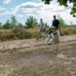Hond