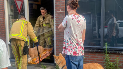 Brandweer verleent tilassistentie voor een zware hond