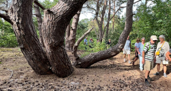 IVN Helmond houdt wandeling door de Molenheide van Stiphoutse bossen: ‘Rijke historie van het landschap zichtbaar’