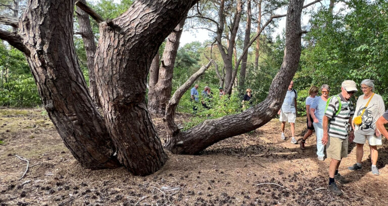 IVN Helmond houdt wandeling door de Molenheide van Stiphoutse bossen: 'Rijke historie van het landsc