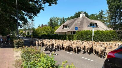Kempische heideschapen aan de slag met begrazing in Stiphout