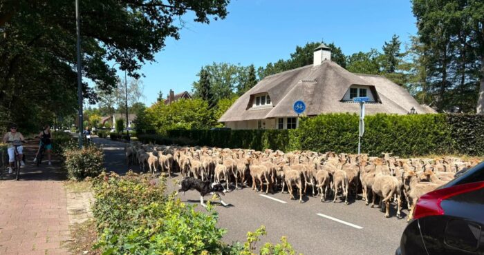 Kempische heideschapen aan de slag met begrazing in Stiphout