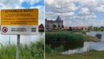Blauwalg