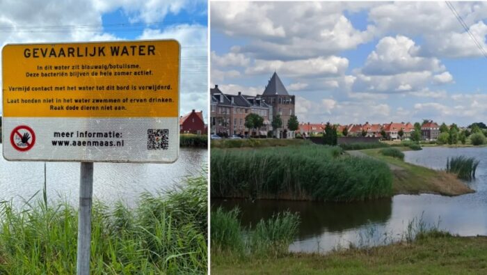 Blauwalg aangetroffen in ecozone Brandevoort: ‘Vermijd contact met het water’