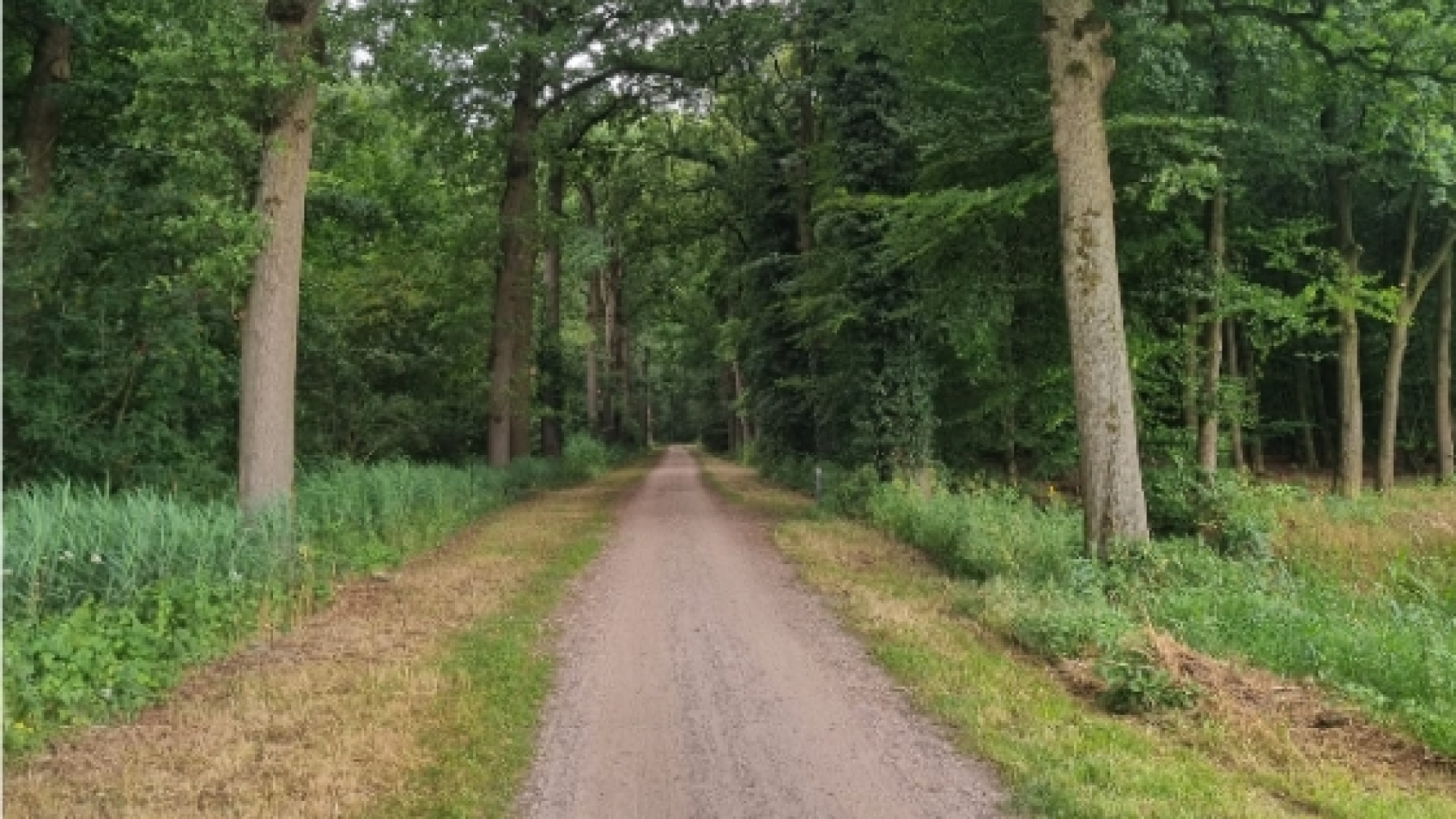 Gemeente ziet voordelen, wijkraad vreest natuurschade bij verharding Goorsebaan