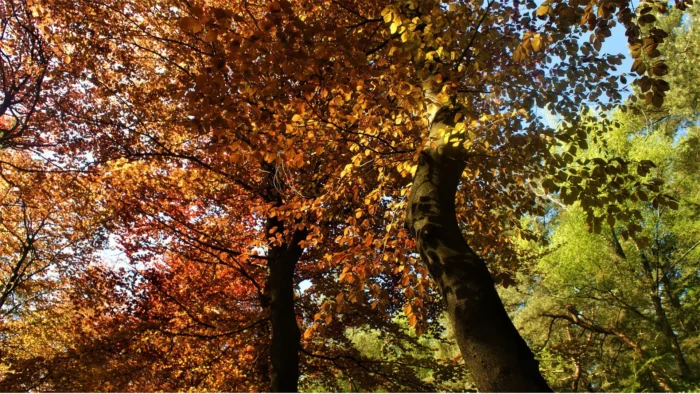Eerste deel Kasteel-Traverse krijgt groene afwerking met bomen, hagen en planten